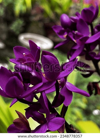 Purple Ground Orchid Flower close up picture