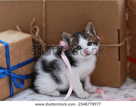 Pet, small kitten, portrait, holiday, gift
