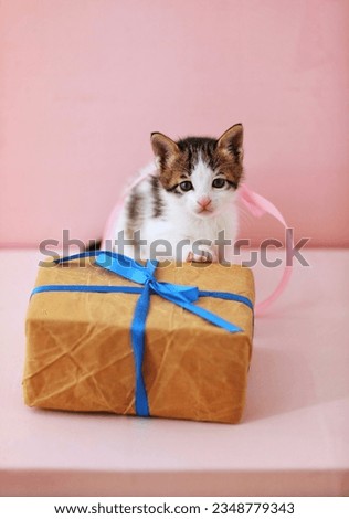 Surprise,kitten,pet,greeting frame,holiday,day,free space,place for text,background image,pink background,gift