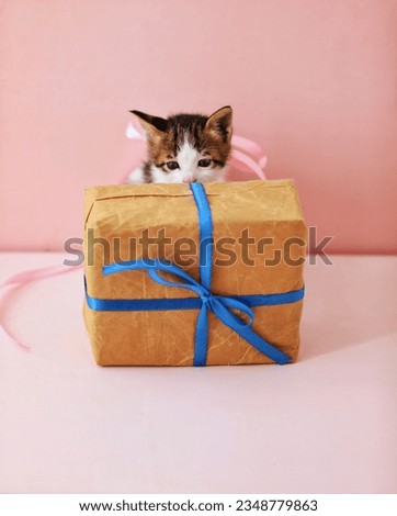 Gift and little kitten, gift ribbon, greeting 