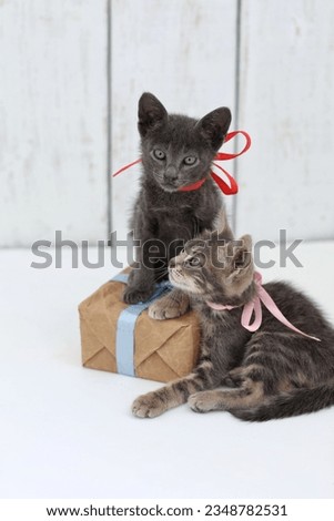 Cats, kittens, pets, gift, holiday, greeting, day, on a white wooden background, free space, place for text, surprise