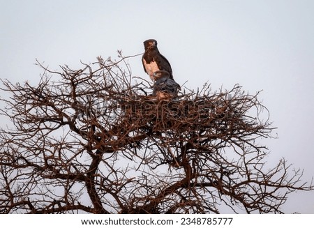 Black-Chested Snake eagle pair on the nest, Kruger National Park, South Africa