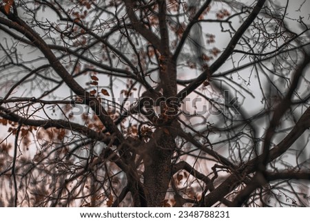 Autumn dry tree branches against the background of the evening sky. Moody wallpaper