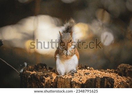Grey squirrel eating dropped grain 