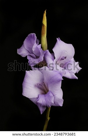 Purple gladiolus flowers isolated against black Royalty-Free Stock Photo #2348793681
