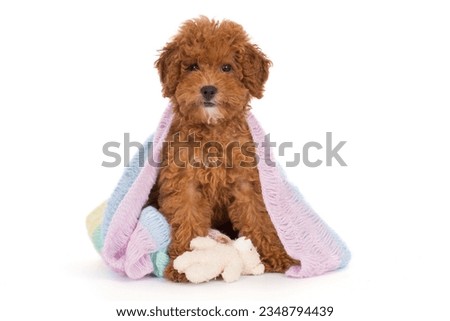 Sweet Toypoodle puppy with pastel colored blanket