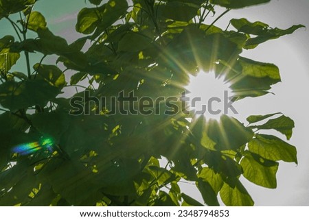 Trees at sunset, sun rays shining through tree branches and leaves. Soft, selective focus. Artificially created grain for the picture. Atmospheric distortion, hot air distortion, heat distortion, air 