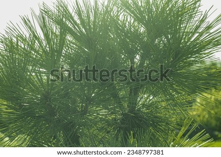 Conifers in the fog. Soft, selective focus. Artificially created grain for the picture. Atmospheric distortion, hot air distortion, heat distortion, air refraction