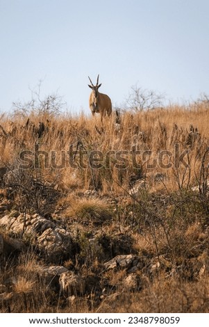 Eland antelope, Kruger National Park, South Africa Royalty-Free Stock Photo #2348798059