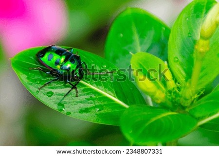 Jewel bugs are small to medium-sized oval-shaped bugs with a body length averaging at 5 to 20 mm (0.20 to 0.79 in).[3] They can easily be distinguished from stink bugs (Pentatomidae) because the shiel