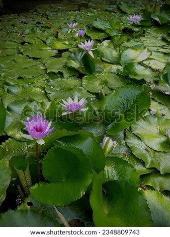 Nymphaea capensis. Blue water lily, plant texture, plant landscape Royalty-Free Stock Photo #2348809743