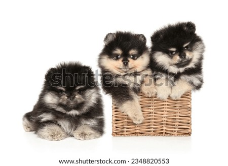 Three Pomeranian puppies together, two in a wicker basket on a white background