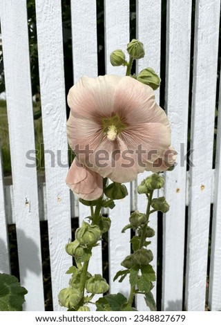 The creamy color of the flowers of the mallow plant
