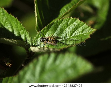 Close up of a wasp on a leaf