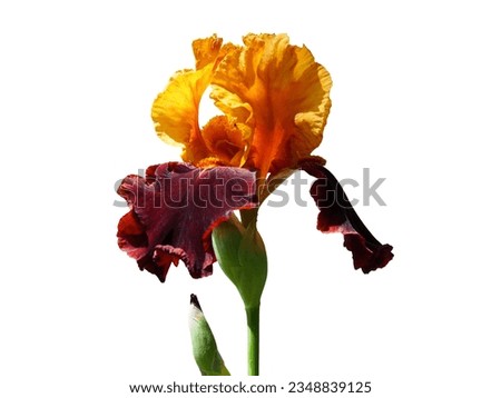 Bearded Iris  beautiful flower in bloom isolated on a white background.
