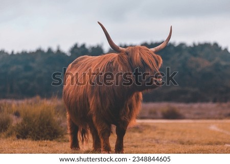 Selective focus of Highland cattle standing on the green grass meadow, Scottish cattle breed in its natural habitat on the field of Calluna vulgaris flower (Heath, ling or simply heather) Netherlands. Royalty-Free Stock Photo #2348844605
