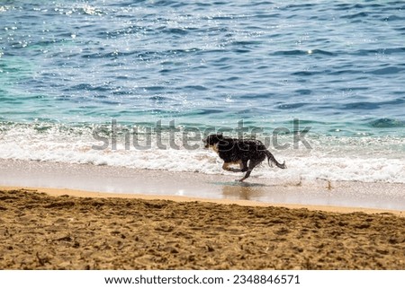Funny wet dog is playing on the sandy shore of the blue sea with waves. Beautiful adult black dog are swimming in the water on the beach. Bathing a pet frolics in the waves at the rocky seashore 