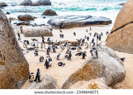 South african penguins colony of spectacled penguins waterbirds single penguin and group in Simons Town Cape Town Capetown Western Cape South Africa Southafrica. Royalty-Free Stock Photo #2348848071