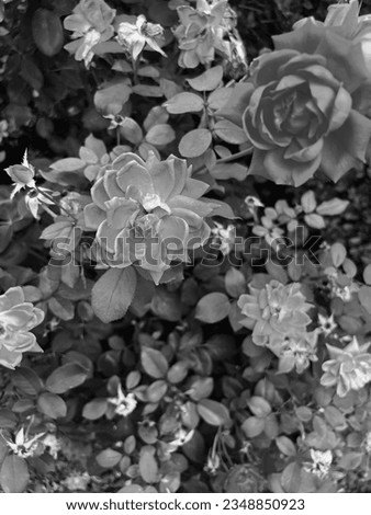 black and white flowers , blossoms 