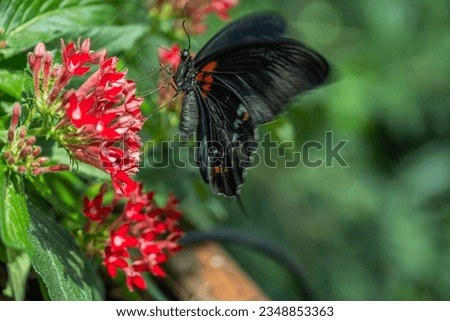Butterfly Photos in Konya Tropical Butterfly Garden