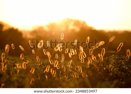 A field in golden hour