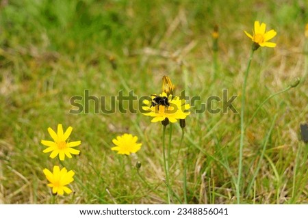 Beautiful Yellow Hypochaeris Radicata Flower (Hairy Cats Ear)