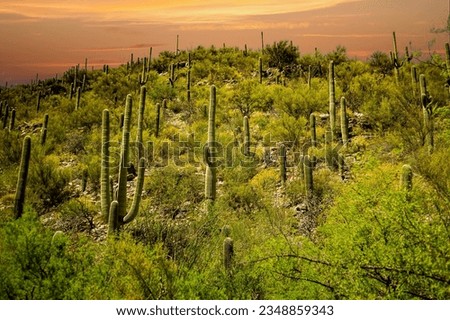 Sabino Canyon hillside with saguaro cactus.  It is a significant canyon located in the Santa Catalina Mountains and the Coronado National Forest north of Tucson, Arizona Royalty-Free Stock Photo #2348859343