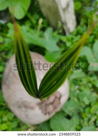 image blurred background of coconut tree seedlings in the yard