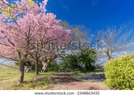 This is a spring scenery at Osaki park in Kanagawa prefecture, Japan.
This park is located near Hayama town, and it (the town) is well known as a tourist destination in this region. Royalty-Free Stock Photo #2348863435
