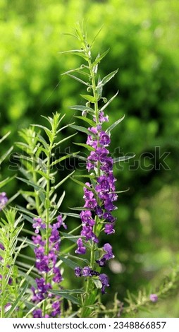 Close up image of blooming purple lavender flowers with blurry green leaves background, image for mobile phone screen, display, wallpaper, screensaver, lock screen and home screen or background