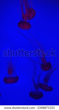 Pictures of live jelly fish