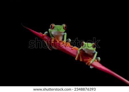 Red-eyed tree frogs isolated on black background