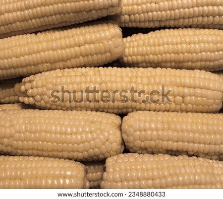 Freshly Husked and Blanched Silver Queen Corn Cobs Royalty-Free Stock Photo #2348880433