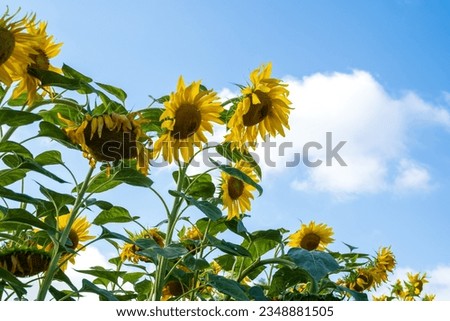 Yellow sunflower sky and summer sunny