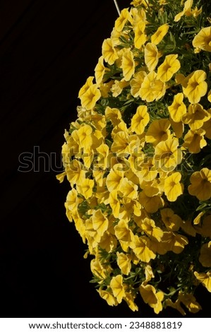 Beautiful Yellow Flowers in California 