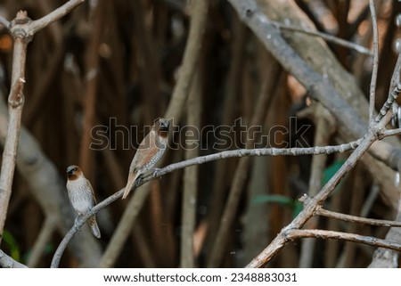 The scaly-breasted munia on a branch