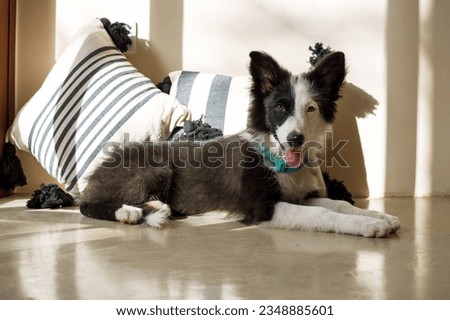 Cute black and white border collie puppy