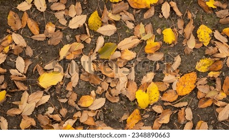 Fallen autumn leaves scattered on ground surface