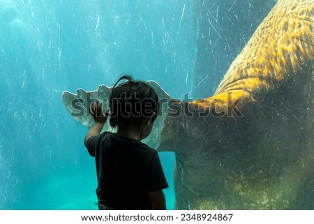 Child touches aquarium glass where the walrus swims. Boy watching walrus in aquarium. 