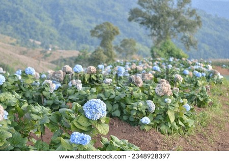 photo of hydrangea flower field purple and blue tones In the picture there are trees and green mountains in the background.