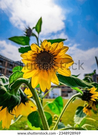A sunflower with a blue sky and buildings in the background.