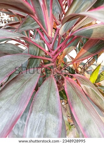 Cordyline leaves in close-up picture