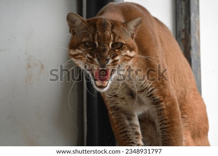 golden cat endemic from Indonesia  Royalty-Free Stock Photo #2348931797