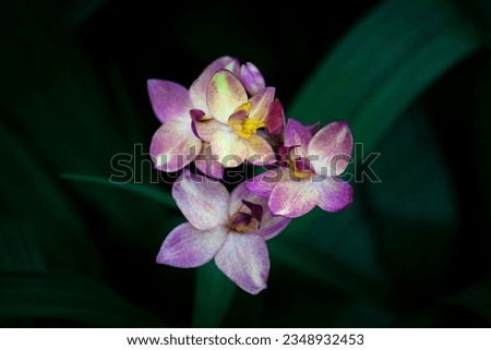 Close-up of Spathoglottis orchids blooming on a dark background and vignetted. The sepals and petals are yellow with a purple-white dots pattern. 