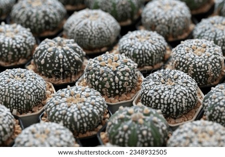 Astrophytum asterias small cactus plants. Succulent cactus, dark green stems, spherical, and spineless with hairy. The Ornamental plant for decorating in the garden or home decor. 