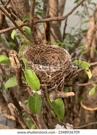 Bird nest | nest of birds | tiny birds nest | nest on trees Royalty-Free Stock Photo #2348936709