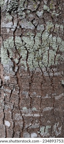 photo of large bark surface in tropical forest.