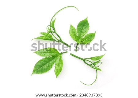 Passion fruit leaves with plant isolated on white background. top view. Royalty-Free Stock Photo #2348937893