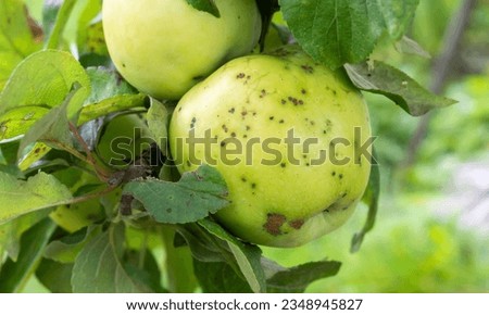 A Picture Of a Stack Of Apples With Apple Disease