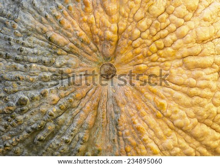 The close up view of the pumpkin